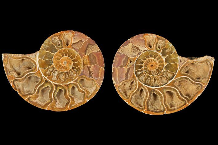 Cut & Polished Agatized Ammonite Fossil- Jurassic #131727